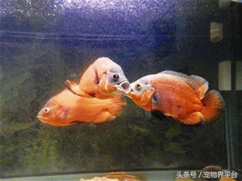 魚打架